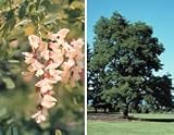 Robinia pseudoacacia: Black Locust Seeds