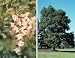 Outdoor Living : Robinia pseudoacacia: Black Locust Seeds