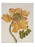 African Tulip, English School, circa 1850 Art Giclee Poster Print by English School, 12x16