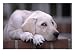 8-week-old Yellow Labrador Retriever Puppy Photographic Poster Print by Aneal Vohra, 24x18