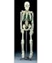 Mr. Thrifty Skeleton, an anatomically accurate skeleton done in plastic