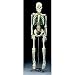 Mr. Thrifty Skeleton, an anatomically accurate skeleton done in plastic