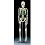Flexible Skeleton W/Nerves + Stand