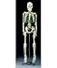 Flexible Mr. Thrifty Skeleton With Spinal Nerves