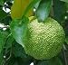 Osage-Orange - Maclura pomifera 5K