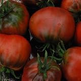 Tomato Southern Nights x 20 seeds FREE UK DELIVERY