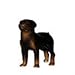 Hagen Renaker Rottweiler