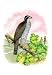 Ash-Colored or Black-Cap Hawk - 16x24 Giclee Fine Art Print framed in Gold (20x30 finished)