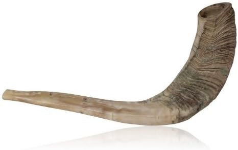 Kosher 18" - 20" Ram Horn Shofar Unpolished Rough Rosh Hashanah Curved Top