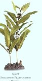 Silk Sargassum Platycarpum Aquarium Plant, Medium
