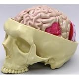 Human Brain Model Full Size Segmented