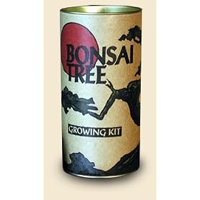 Bonsai Tree Growing Kit - Japanese Black Bansai Trees - Grow Bansais from Seed To Saplings - Kit Includes Seeds, Instructions, More.