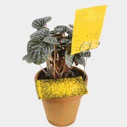 <B>Yellow Sticky Traps (pkg of 9 traps)
