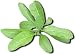 Seeds of Medicinal Plants and Herbs: Inulin Helenium