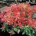 Pieris japonica 'Flaming Silver' Shrub