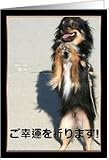 Gokon o inorimasu Japanese good luck Chihuahua Card