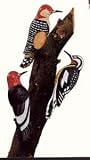 Artline Woodpecker Tree Ornament
