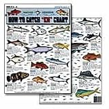 Saltwater Fish Chart #1