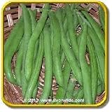 'Burpee Stringless' - Green Bean Seeds - Jumbo Seed Packet (250)