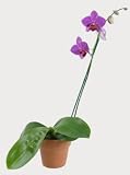 Purple Phalaenopsis Orchid - 4 Potted Purple Phalaenopsis Orchid