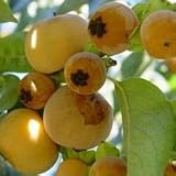 Eigenschaften tropical.garden  / Lotuspflaume - Diospyros lotus 5K