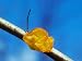 Yellow Brain Fungus, Tremella Mesenterica Photographic Poster Print by David Boag, 24...