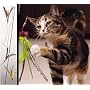 The Da Bird Value Pack (Includes 1 Da Bird Original Single 3 Foot Pole Cat Toy & 2 Replacement Feathers)