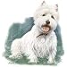 West Highland Terrier Adult Sweatshirt