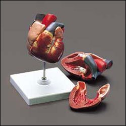 Classic Human Heart Model