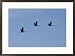Sandhill cranes in flight Subject Framed Art Poster Print by Stephen Alvarez, 29x21