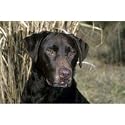 Chocolate Lab Floor Mat- 27" width x 18" length