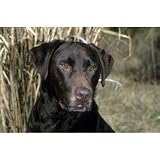Chocolate Lab Floor Mat- 27 width x 18 length