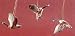 Pack of 12 Nature's Story Teller Geese Figure Christmas Ornaments