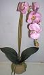 20" Phaleonopsis Orchid (lavender)