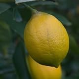 10 Citrus