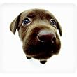Chocolate Lab Mouse Pad