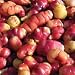 Oca - 12 Tubers