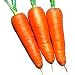 Shin Kuroda Baby Carrot 150 Seeds - NEW - Veggie