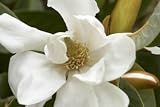 Silver Cloud Michelia Five Gallon Tree by Monrovia Growers