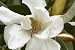 Silver Cloud Michelia Five Gallon Tree by Monrovia Growers