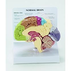 Human brain anatomical model - half brain