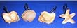Scuba Jewels Sea Shells and Star Fish Hand-Painted Resin Shower Curtain Hooks