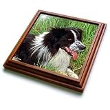 Dogs Border Collie - Border Collie - Trivets