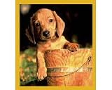 Dachshund Puppy