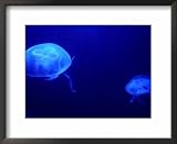 Brand New Aquarium Fish Tank Decoration Ornament   G303