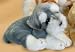   - Stuffed Schnauzer Puppy Floppy M 11