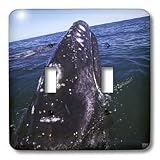 Kike Calvo Arctic - Gray Whale in San Ignacio Lagoon, Eschrinchtius robustus. Pacific Ocean, Baja California, Mexico - Light Switch Covers - double toggle switch