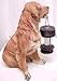 GTMax Tan/Brown Retriever Dog Carry Solar Lantern B5190A(set of 1)