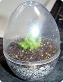 Mini-Egg Venus Flytrap Terrarium - Single Egg