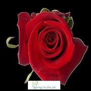 Floral 2 Dozen Long Stem Red Fresh Roses.